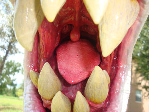 Piranha Plant's Mouth